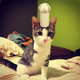 Illustration for article titled Tiny Hats for Cats